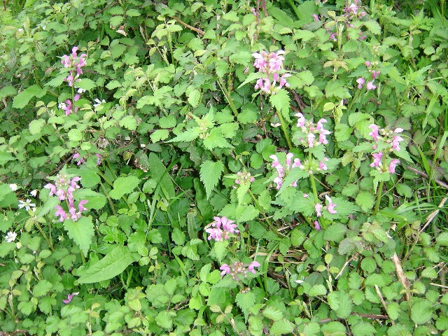 DSC02038.jpg