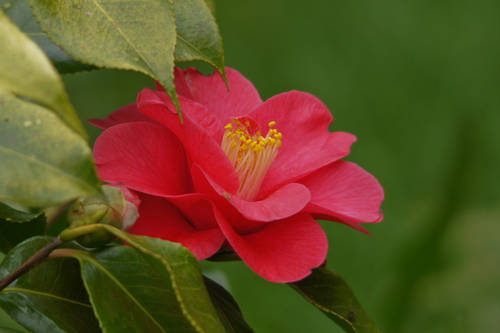 DSC02040.jpg