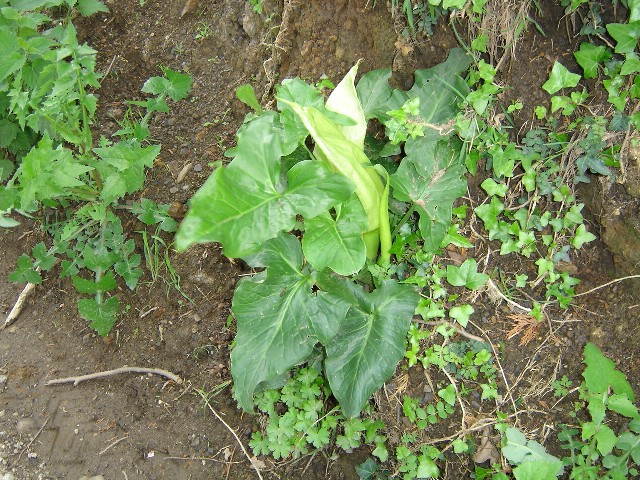 DSC02040.jpg