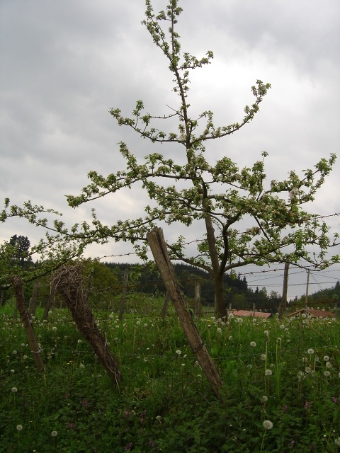 DSC02044.jpg