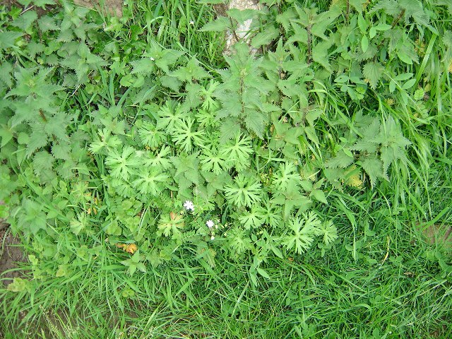 DSC02048.jpg