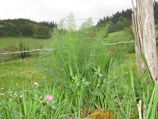 DSC02050.jpg