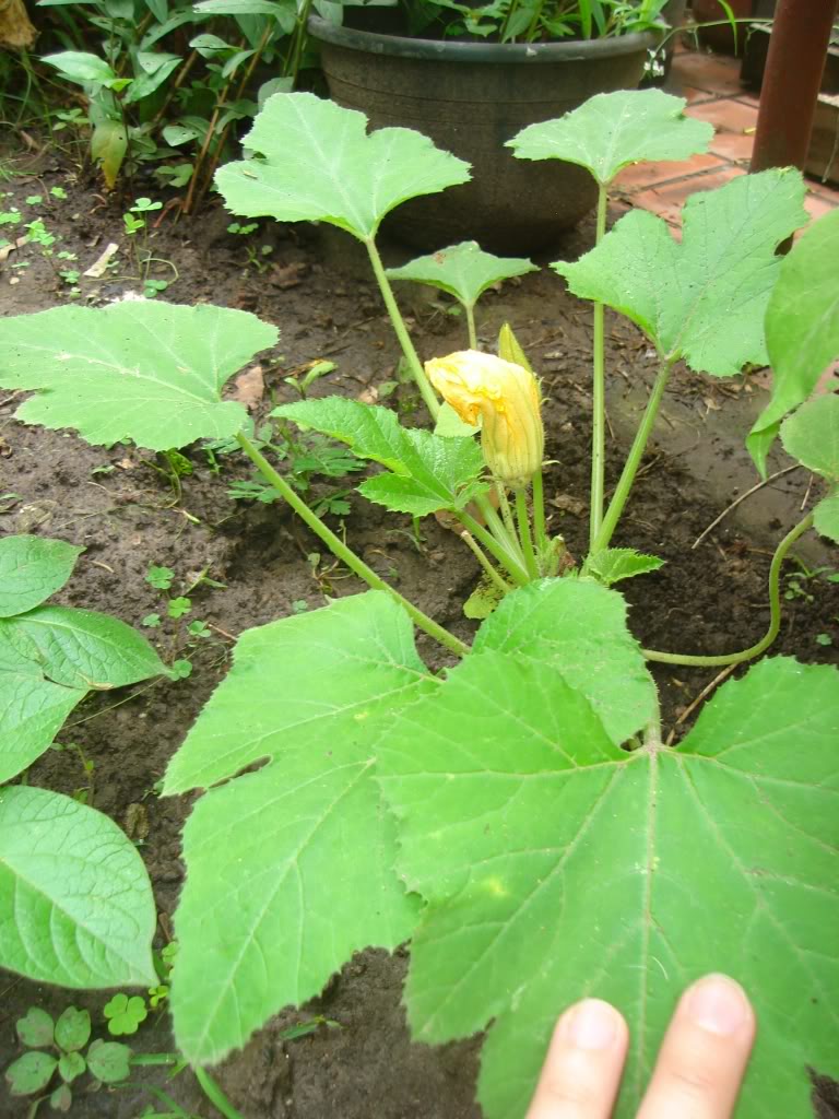 DSC02060.jpg