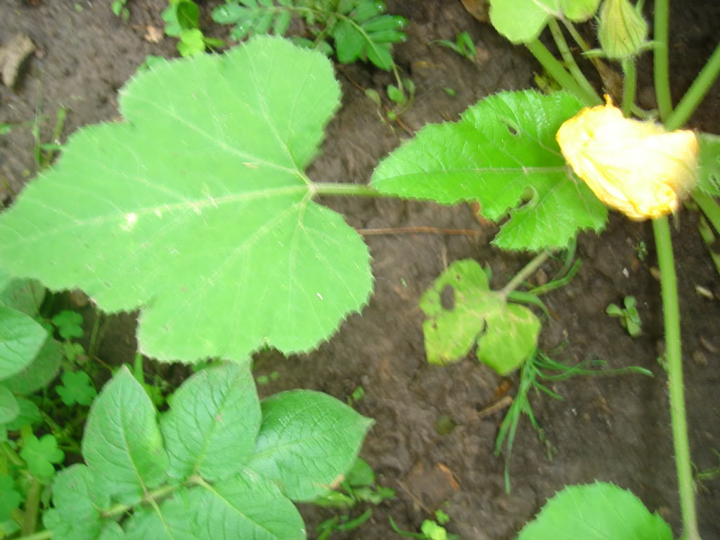 DSC02065.jpg