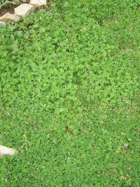 DSC02071.jpg