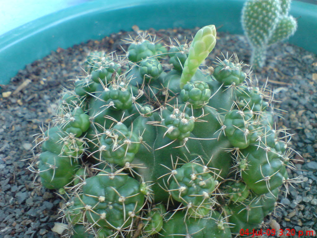 DSC02073.jpg