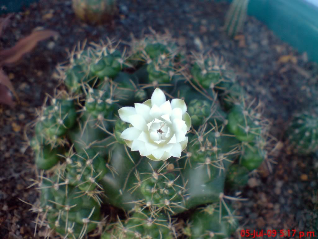 DSC02076.jpg
