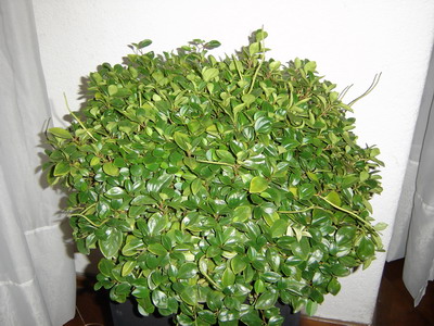 DSC02079-mod.jpg