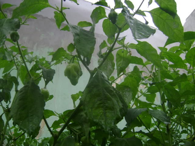 DSC02082.jpg