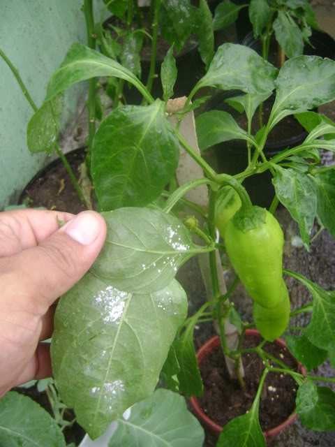 DSC02083.jpg