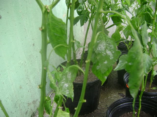 DSC02084.jpg