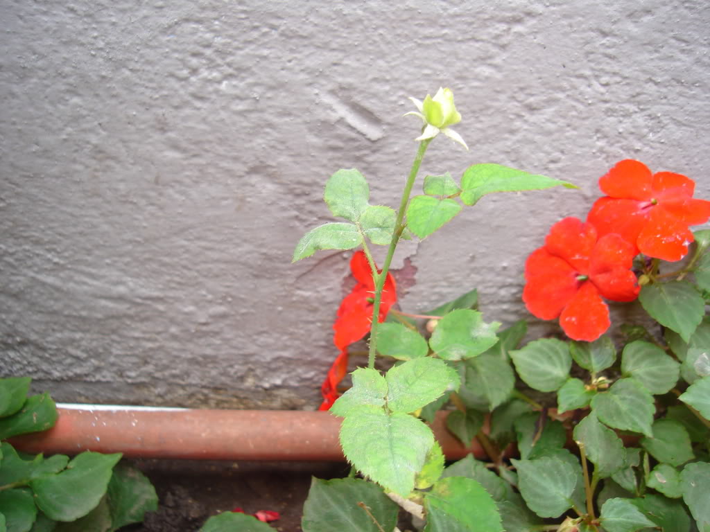 DSC02085.jpg