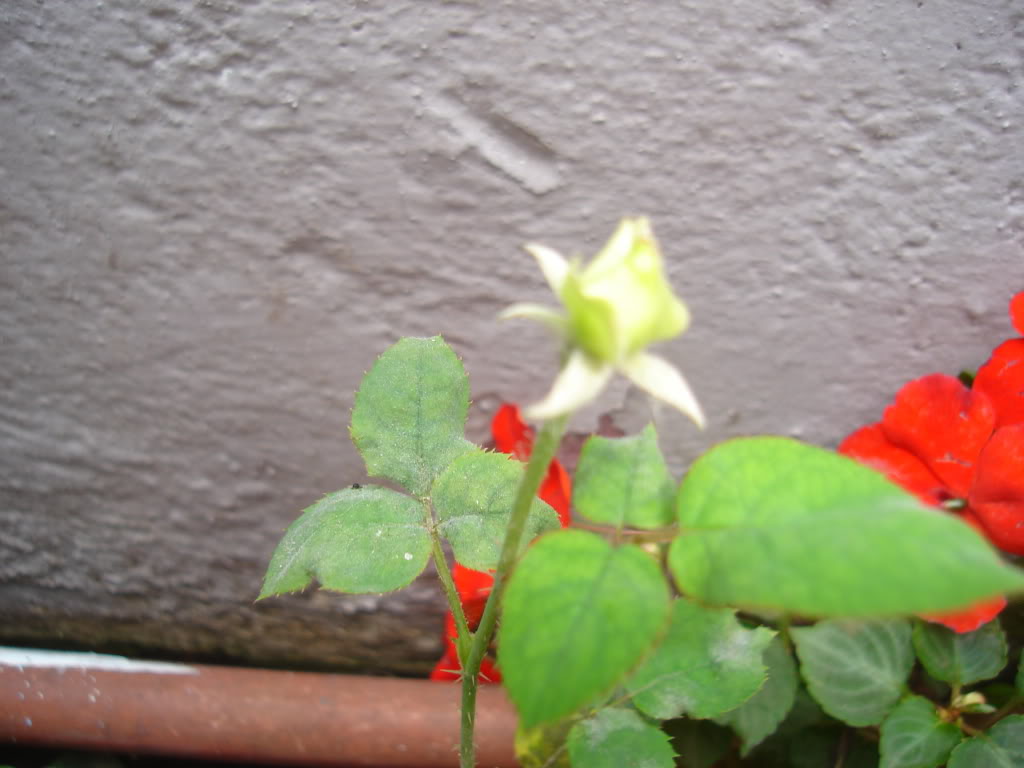 DSC02086.jpg