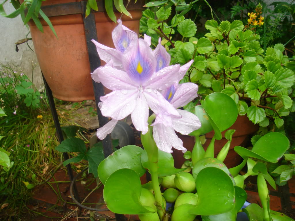 DSC02088.jpg