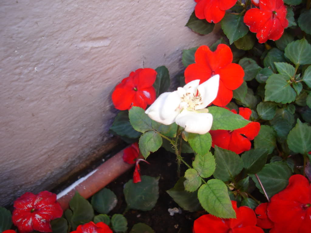 DSC02093.jpg
