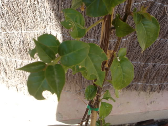 DSC02098.jpg