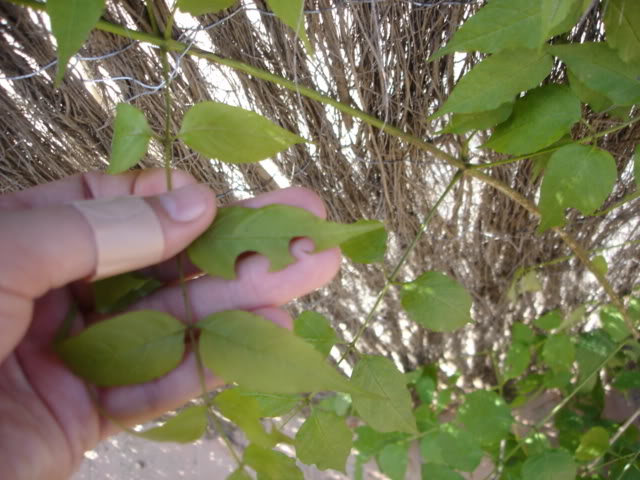 DSC02102.jpg