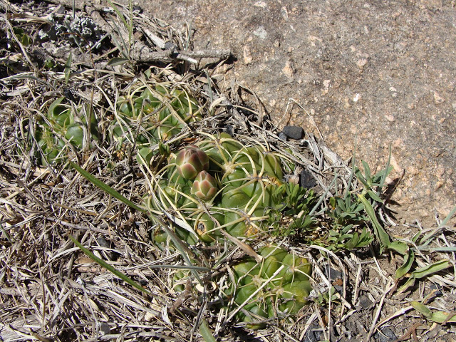 DSC02120.JPG