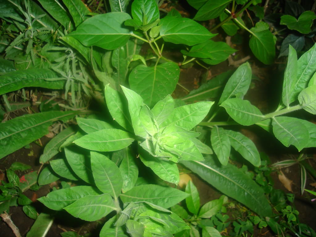 DSC02140.jpg