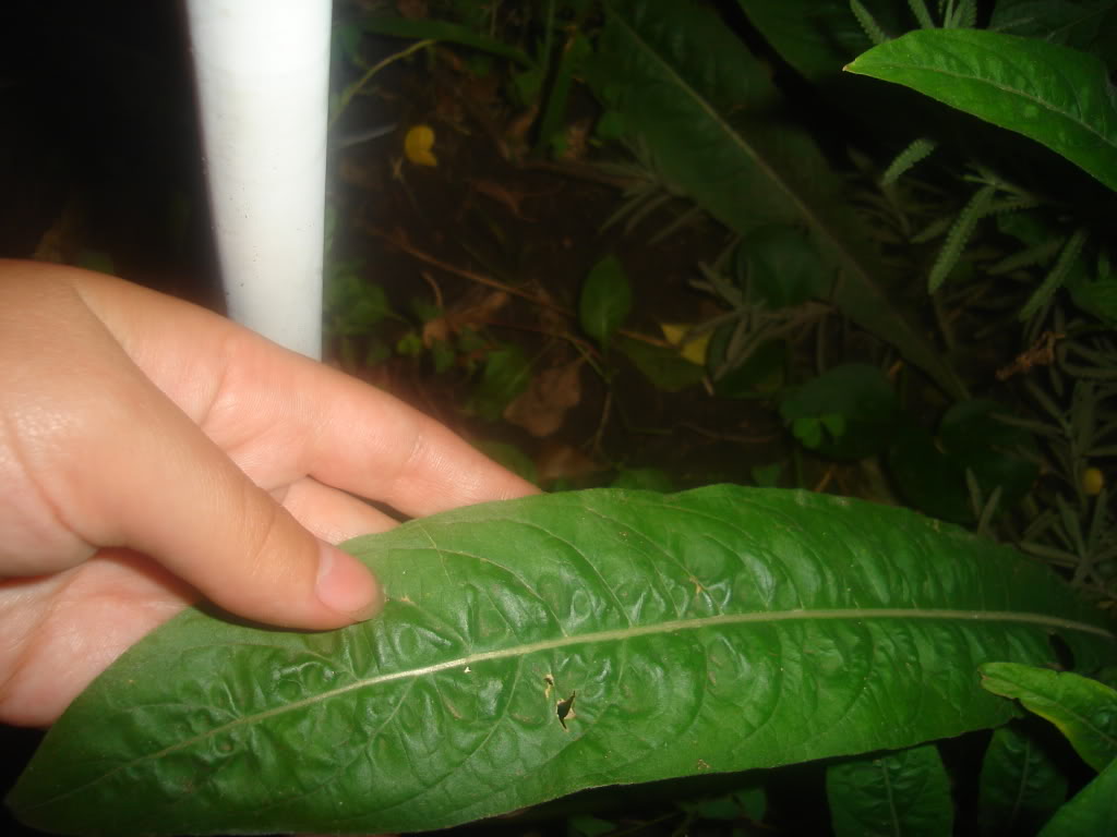 DSC02141.jpg
