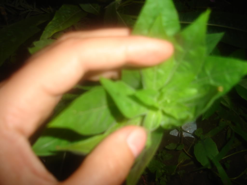 DSC02142.jpg