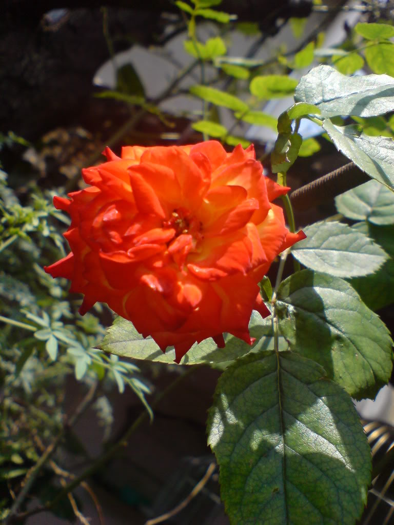 DSC02188.jpg