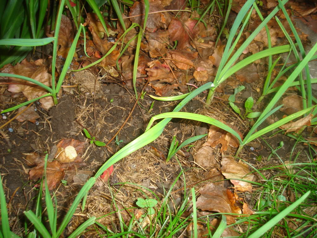 DSC02189.jpg