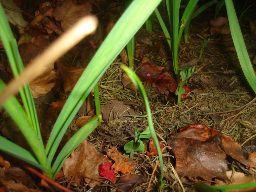 DSC02191.jpg