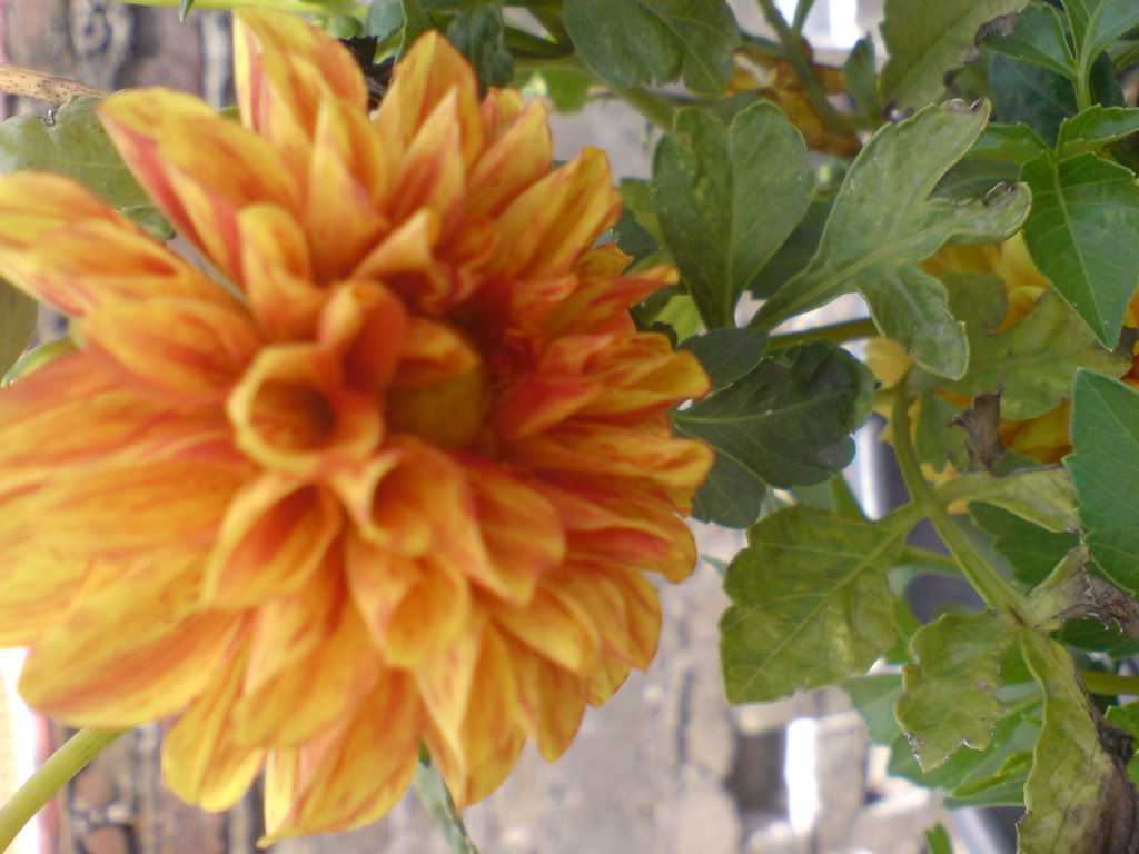 DSC02192.jpg