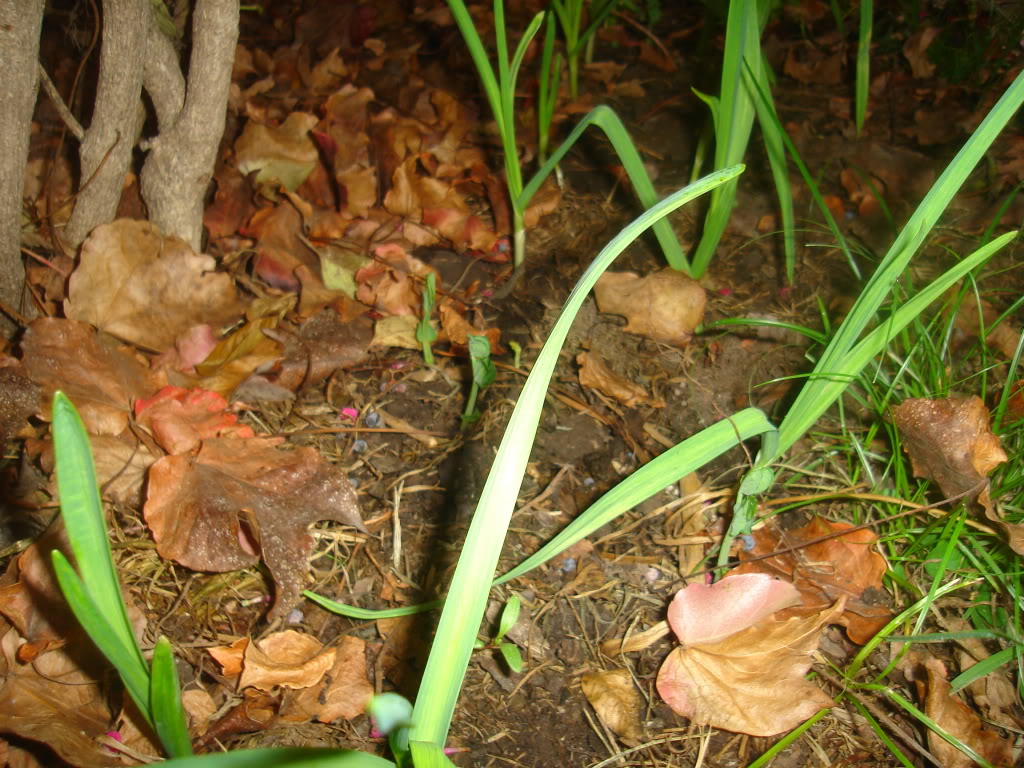 DSC02192.jpg