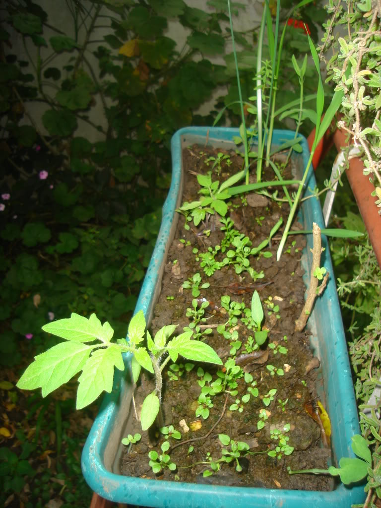 DSC02196.jpg