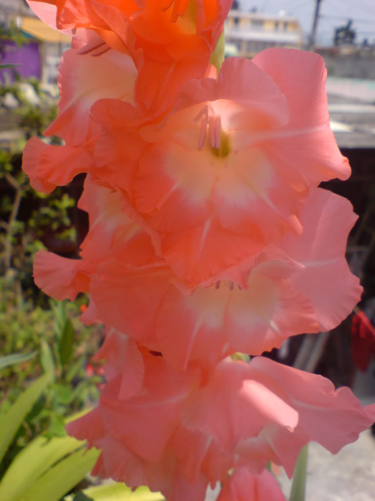 DSC02198.jpg
