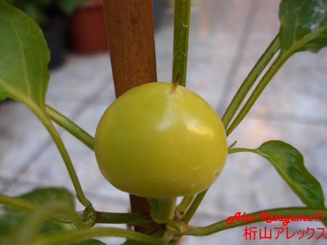 DSC02204.jpg