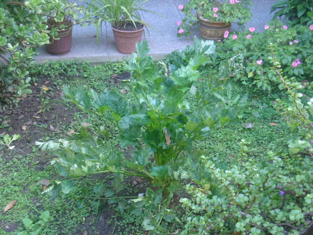 DSC02204.jpg