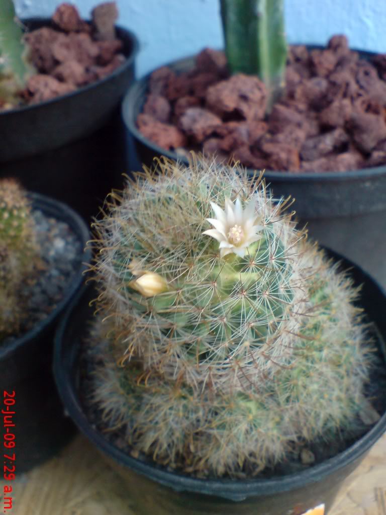 DSC02205.jpg