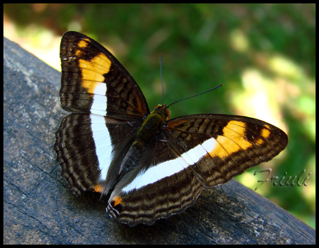 DSC02217_copiar.jpg