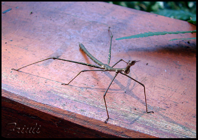 DSC02229_copiar.jpg