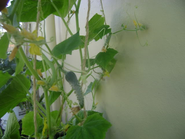 DSC02247.jpg