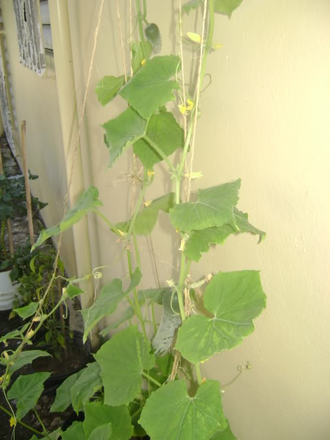 DSC02248.jpg