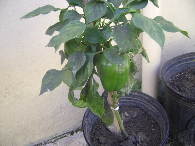 DSC02249.jpg