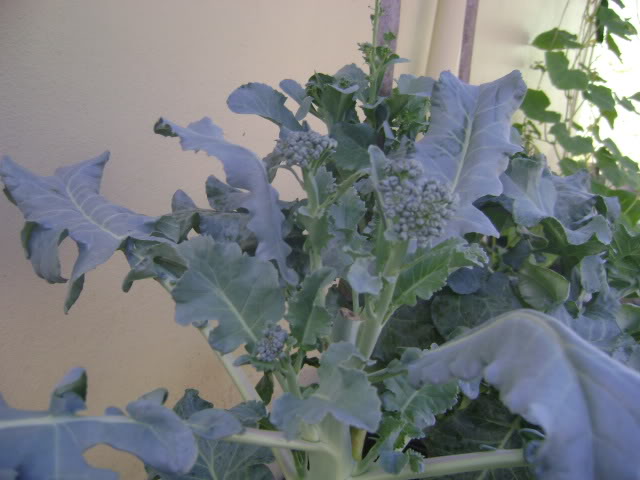 DSC02250.jpg