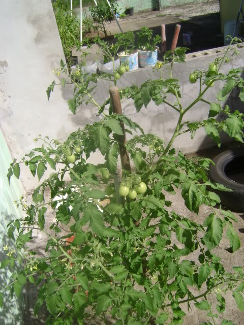 DSC02251.jpg