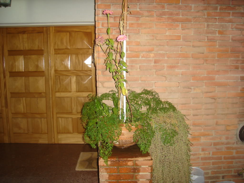 DSC02252.jpg