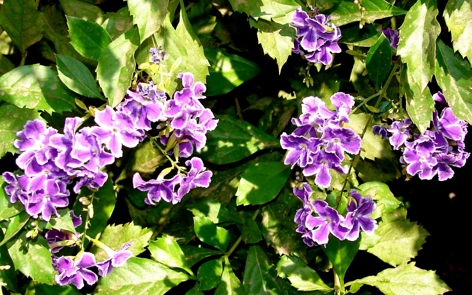 DSC02252.JPG