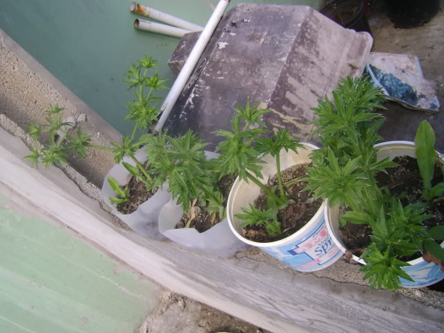 DSC02253.jpg