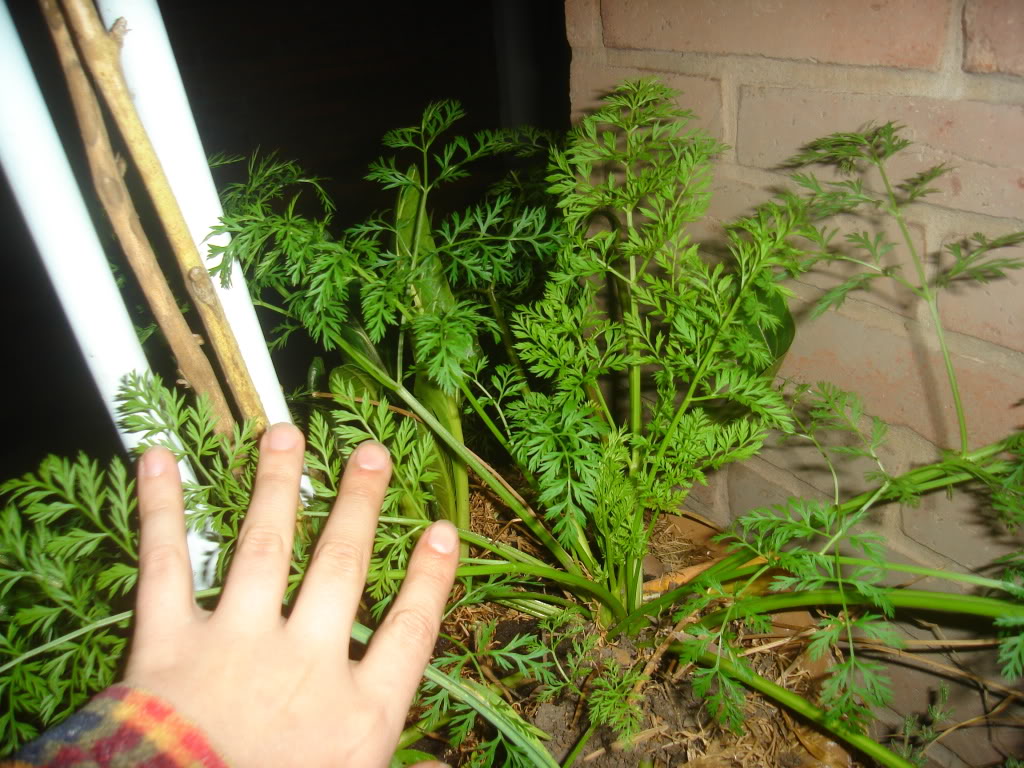 DSC02254.jpg