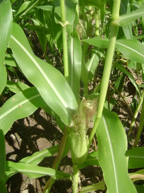 DSC02260.jpg
