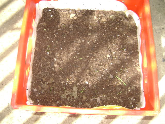 DSC02262.jpg