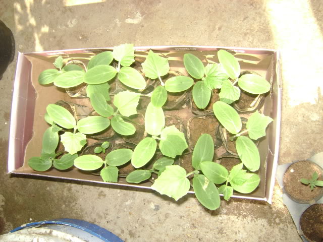 DSC02264.jpg