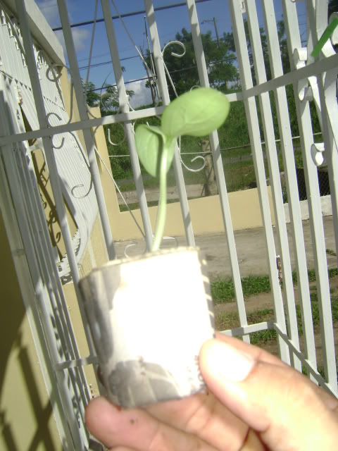 DSC02266.jpg